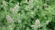 Kocimiętka właściwa (Nepeta cataria L.) - roślina miododajna  (10szt)