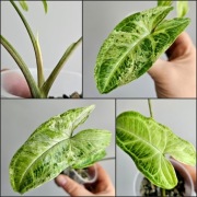 Syngonium kolekcjonerskie Batik Variegata w hydroponice  nr2