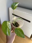 Monstera Variegata