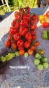Pomidor Tomatoberry, bardzo plenny i odporny.
