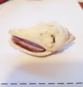 Muszla Morska Skrzydelnika Strombus  5 x 2,5 cm