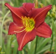 Hemerocallis / Liliowiec: Darek