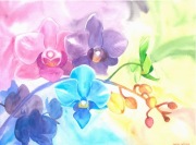 Obraz akwarelowy - plakat A4 -Tęczowe storczyki 