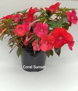 Achimenesy kłącza Coral Sunset cena za 3szt