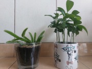 Sadzonka pitaji smoczy owoc lub pomarańcza