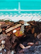 Porcellio laevis „Orange” – isopody, które robią robotę! 10 szt.