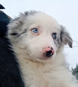 Piesek Border Collie ZKwP