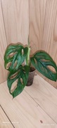 Monstera mint eu