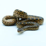 Anakonda żółta (Eunectes notaeus)