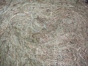 Siano sianko gryzoń królik wigilia 5 6 7 8 9 10 11 12 13 14 15 8000 g 8 kg