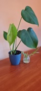 Monstera deliciosa dziurawa piękna sadzonka + gratis zielistka 