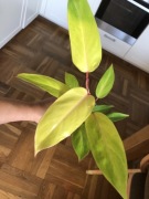 Philodendron Painted Lady