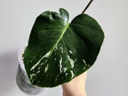 Monstera noID Mint naturalny nie z tc