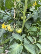 Zestaw 25 szt 90 cm Palik tyczka podpora roślin, bambus, DIY patyk,znacznik