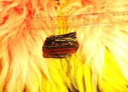 Stromatolit z Australii i mają 3,5 miliarda lat