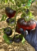 Pomidor Pink Syberian Tiger nasiona kolekcjonerskie