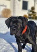 Cane Corso Italiano Fci Zkwp 