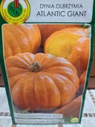Dynia olbrzymia 'Atlantic Giant'