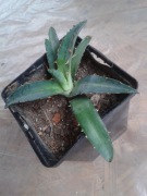 Agave xyloanacantha śr. ok. 10 cm agawa