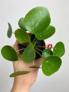 Pilea Pieniążek rozm. 2