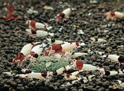 Krewetki Caridina Tai Mosura Red ZAMIANA GRATIS PROMOCJA