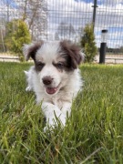 Border Collie suczka choco merle 