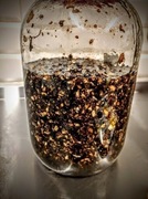 Suchy żywokost do ekstrakcji etanolowej krople