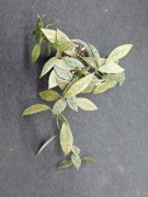 Hoya lacunosa Laos  -  sadzonka ukorzeniona