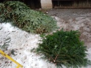 Gałęzie stroisz jodłowy jodła kaukaska 5kg