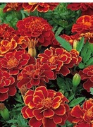 Aksamitka rozpierzcha 