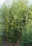 Bambus krzewiasty, sadzonka 90cm
