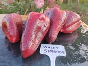 VIOLET SPARKLE nasiona Papryka Kolekcjonerska