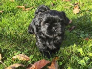 Suczka rasy Shih tzu z rodowodem 