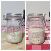 Zakwas żytni domowy – naturalny, aktywny 200 gram