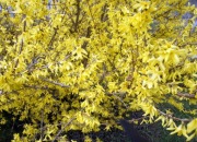 Forsycja-sadzonka 60cm