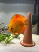 Paletki rybki słodkowodne 