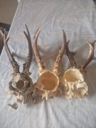 Poroże z czaszką trofeum myśliwskie. 