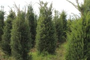 CIS TAXUS BACCATA – cis pospolity (Taxus baccata).