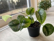 Scindapsus Pictus Silver Lady