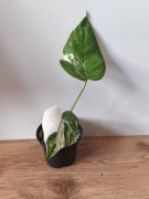 Piękna Monstera Variegata Deliciosa 2 liście -  ukorzeniona 