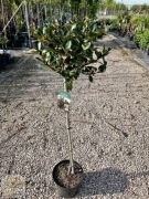 Ostrokrzew Meservy  / Ilex 'Heckenblau' /Pień 80cm