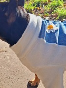 Ubranie/Bluza/Kurtka z golfem w stokrotki dla psa