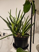 Aloes aloe vera 