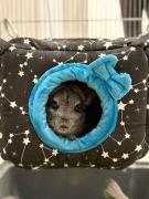 Domek dla gryzonia świnki szynszyla szczura koszatniczki wiewiórki jeża