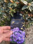 Karłowy rododendron Moerheim