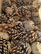 Szyszki sosna szlachetna 50 sztuk