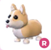 Corgi R - Adopt Me Roblox
