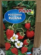 Poziomka Rujana nasiona