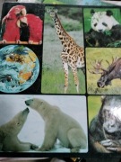 SEGREGATOR  ENCYKLOPEDIA ZWIERZAT OD A DO Z 3 SEGREGATORY