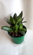 Sansevieria hahni wężownica sanseweria